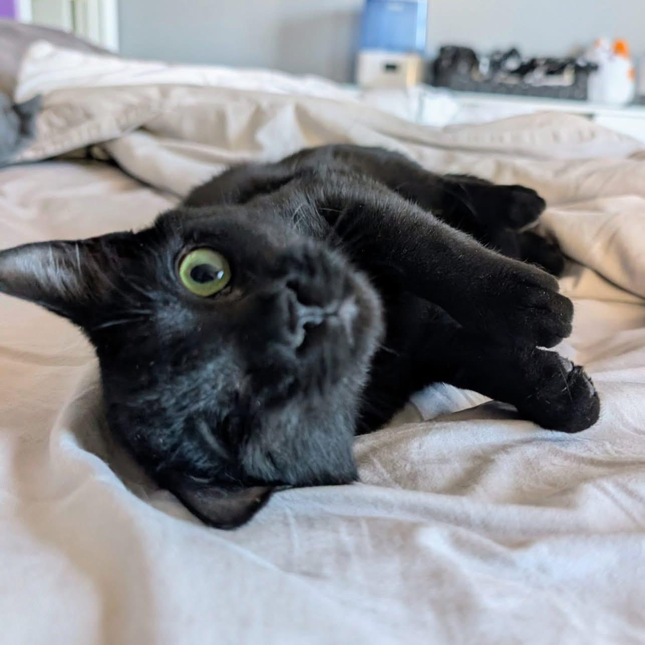 Enlarge Ember, a ADOPTABLE Domestic Short Hair in Leesburg, VA image 4/4