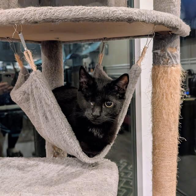 Enlarge Ember, a ADOPTABLE Domestic Short Hair in Leesburg, VA image 3/4