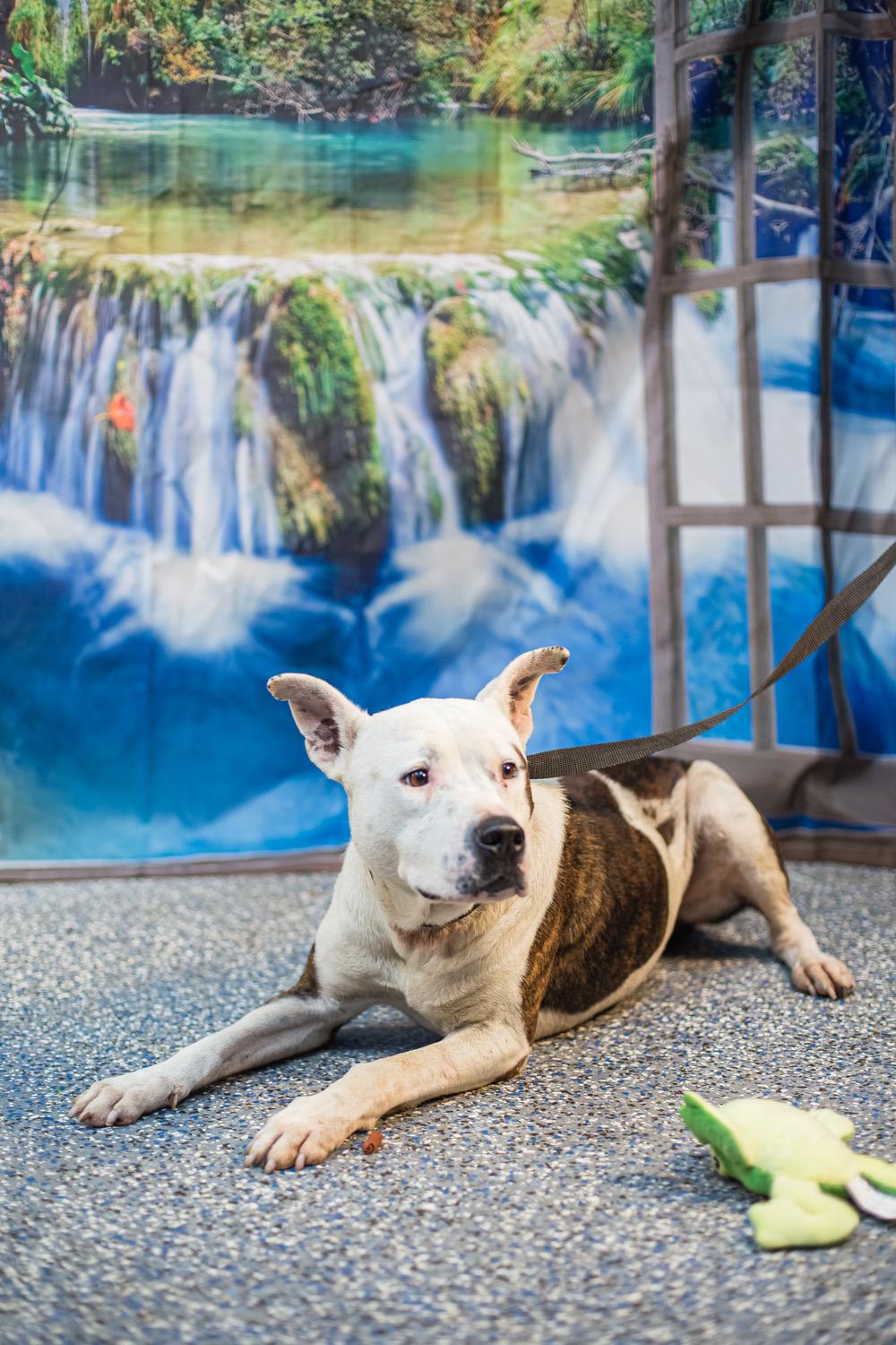 Rocky, ADOPTABLE, Adult Male Mixed Breed.