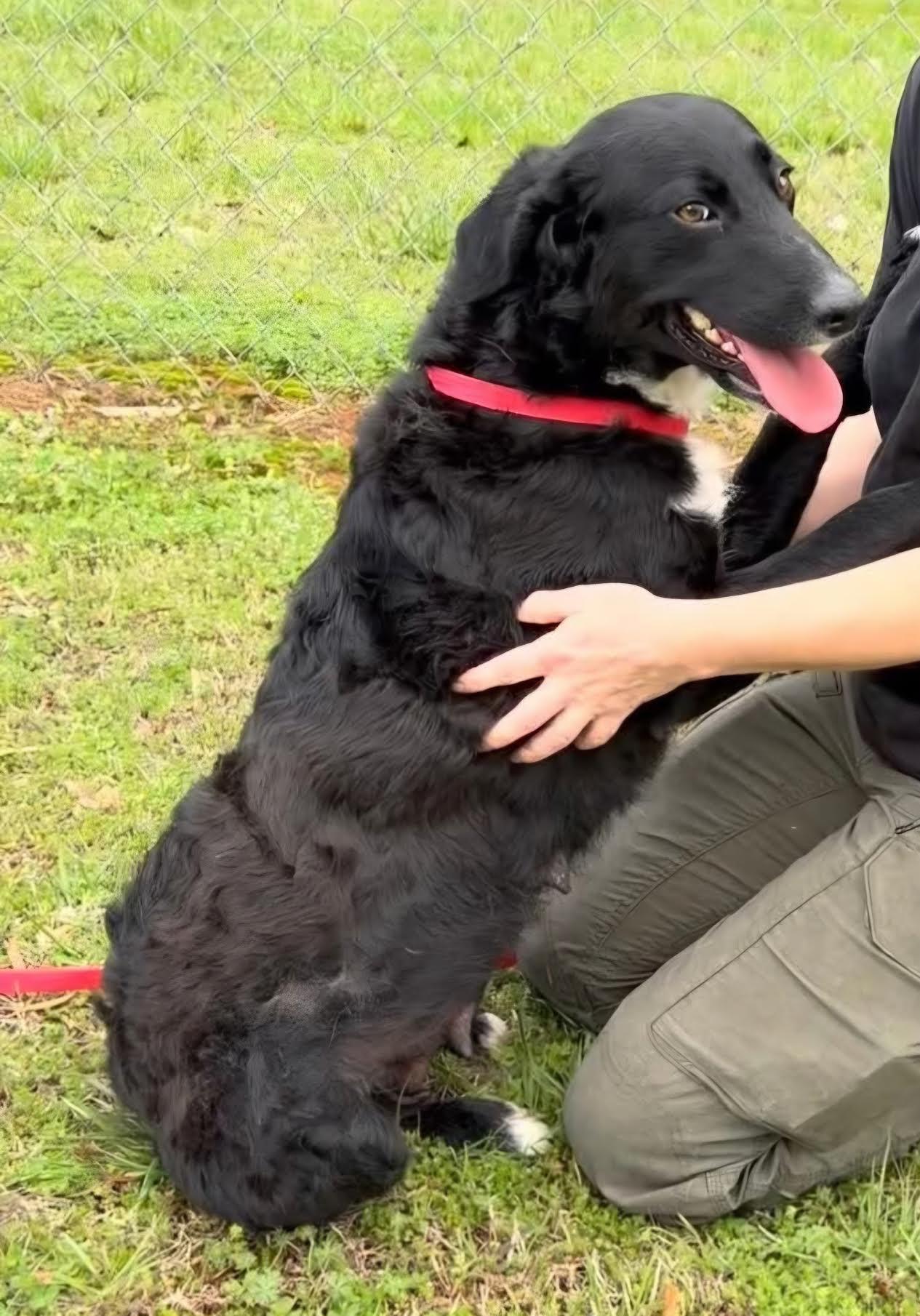 Enlarge Ysabell, a ADOPTABLE mixed breed in Cumming, GA image 2/4