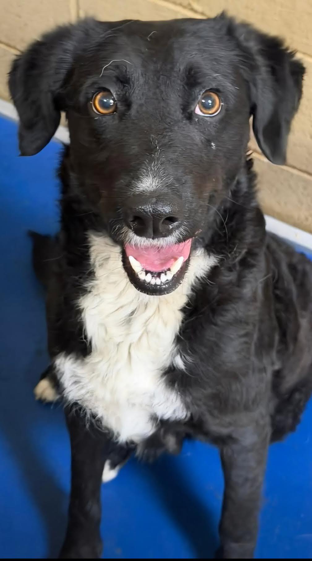 Enlarge Ysabell, a ADOPTABLE mixed breed in Cumming, GA image 4/4