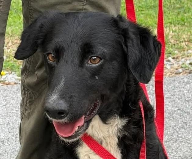 Ysabell, adopted, Young Female Border Collie & Retriever.