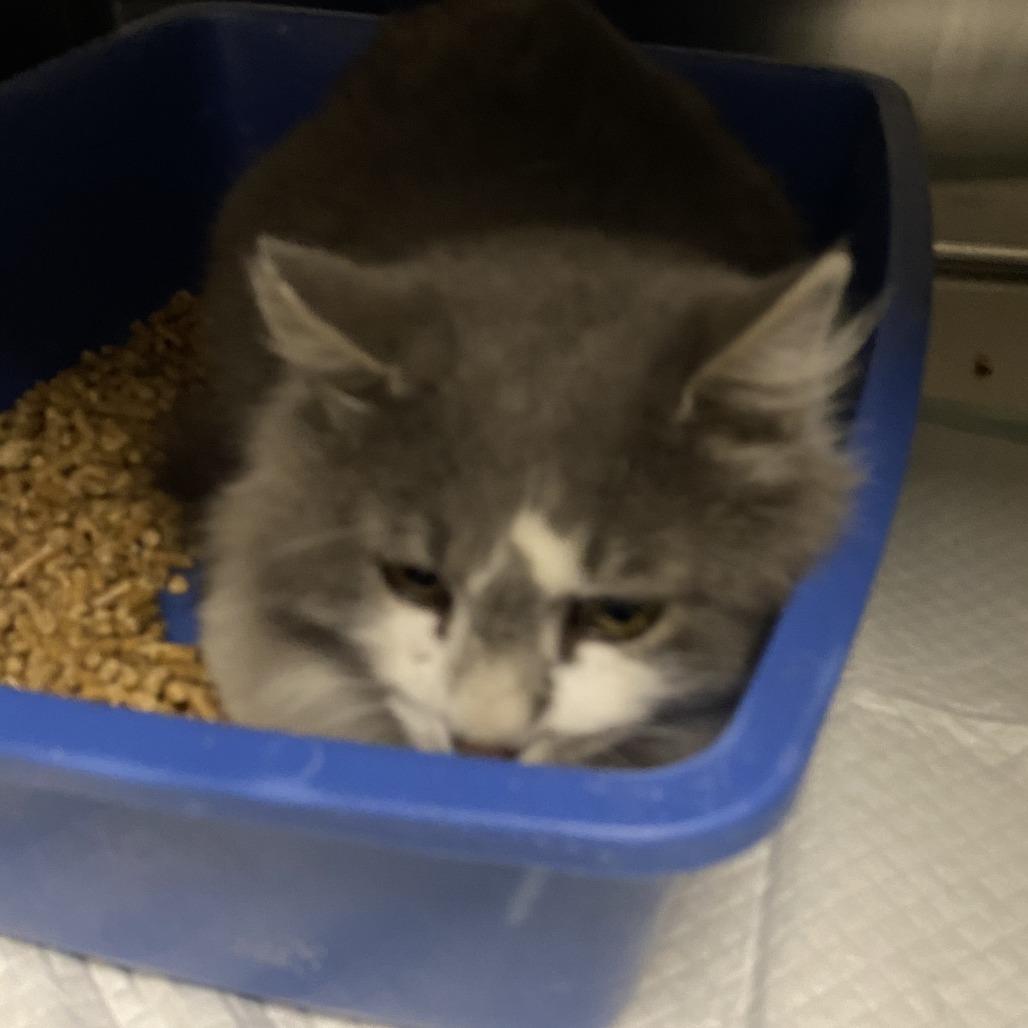 Billy, a Adoptable Domestic Long Hair in Indiantown, FL image 1/4