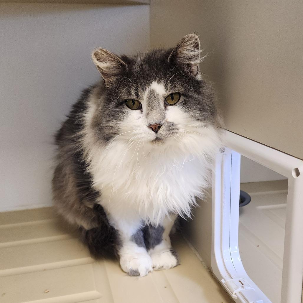 Billy, a Adoptable Domestic Long Hair in Indiantown, FL image 4/4
