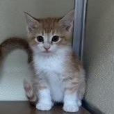 Enlarge Hennessey, a ADOPTABLE Domestic Short Hair in thomson, GA image 1/1