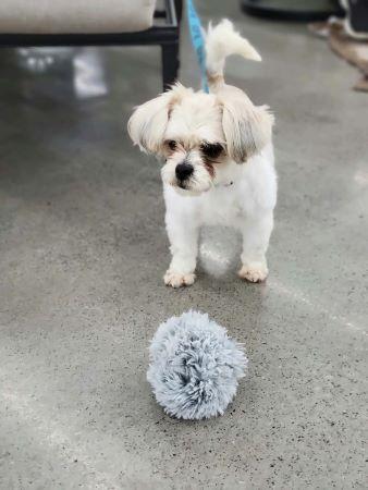 Bailey, Adopted, Adult Female Shih Tzu.