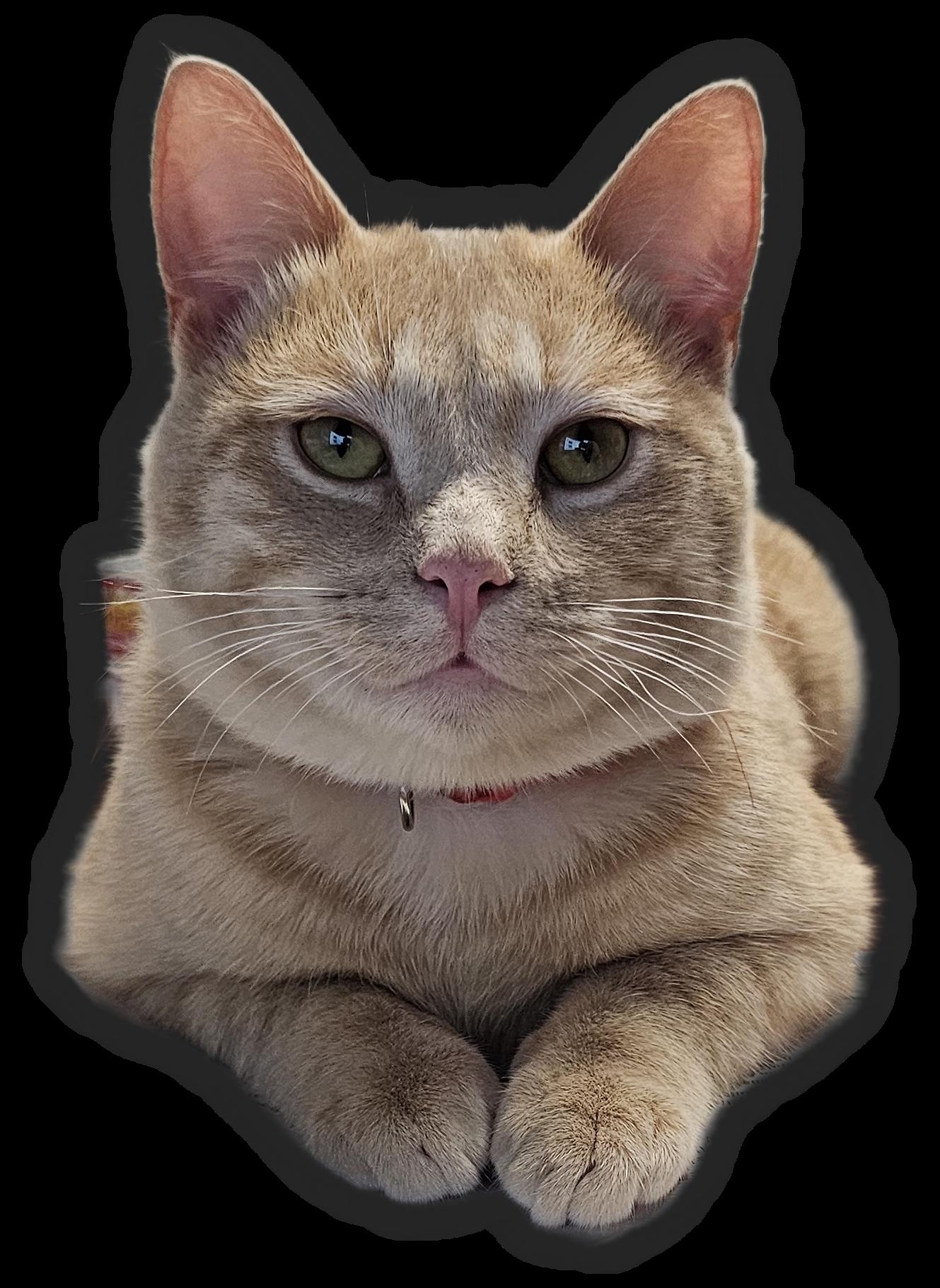 Ralph, Adoptable, Adult Male Domestic Short Hair.