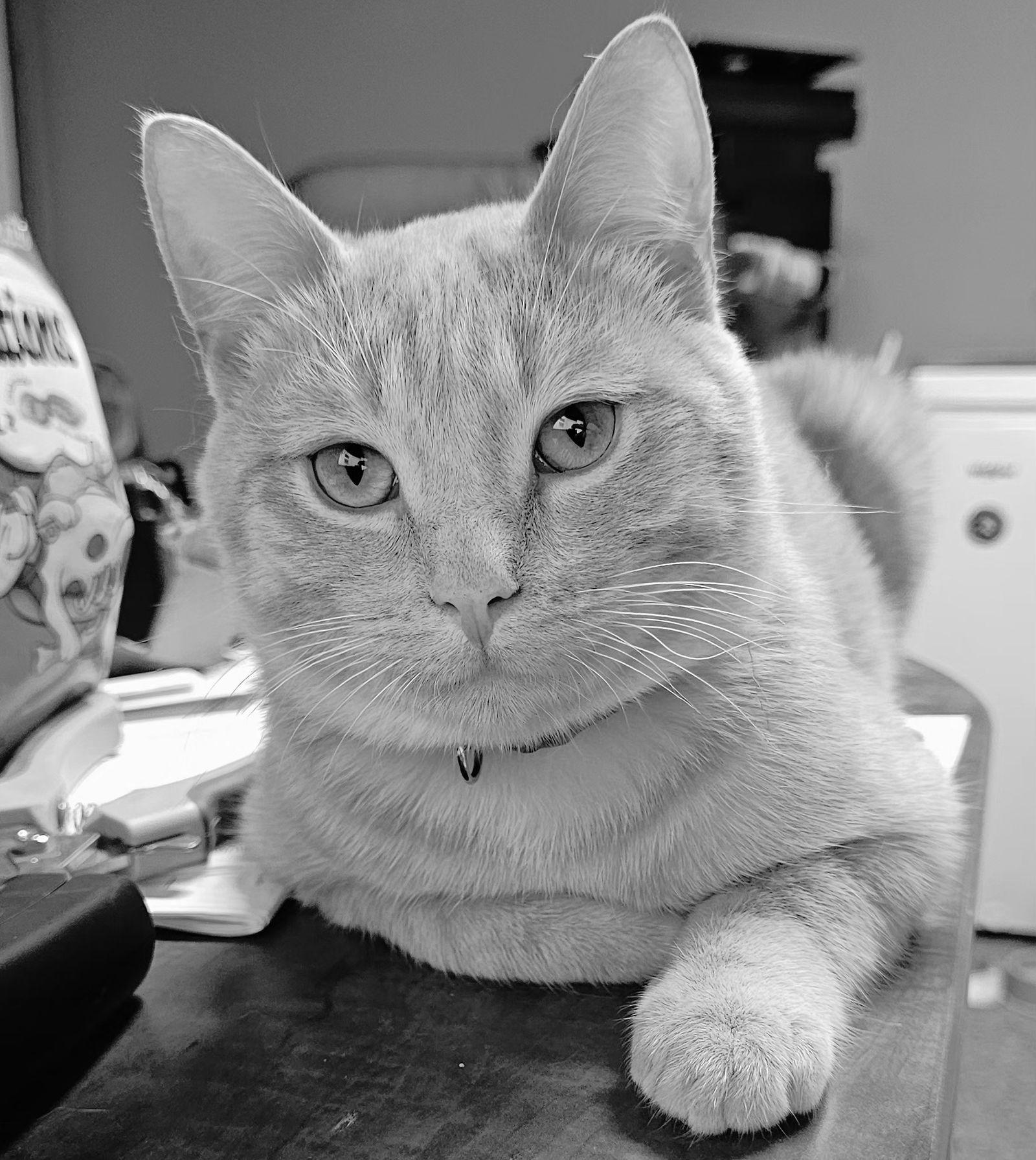 Enlarge Ralph, a Adoptable Domestic Short Hair in Brooklyn Center, MN image 2/3