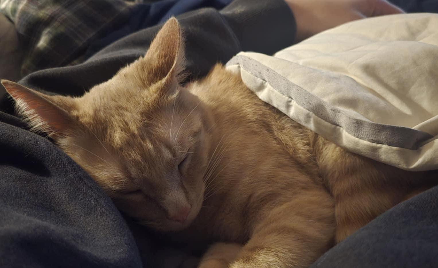 Enlarge Ralph, a Adoptable Domestic Short Hair in Brooklyn Center, MN image 3/3