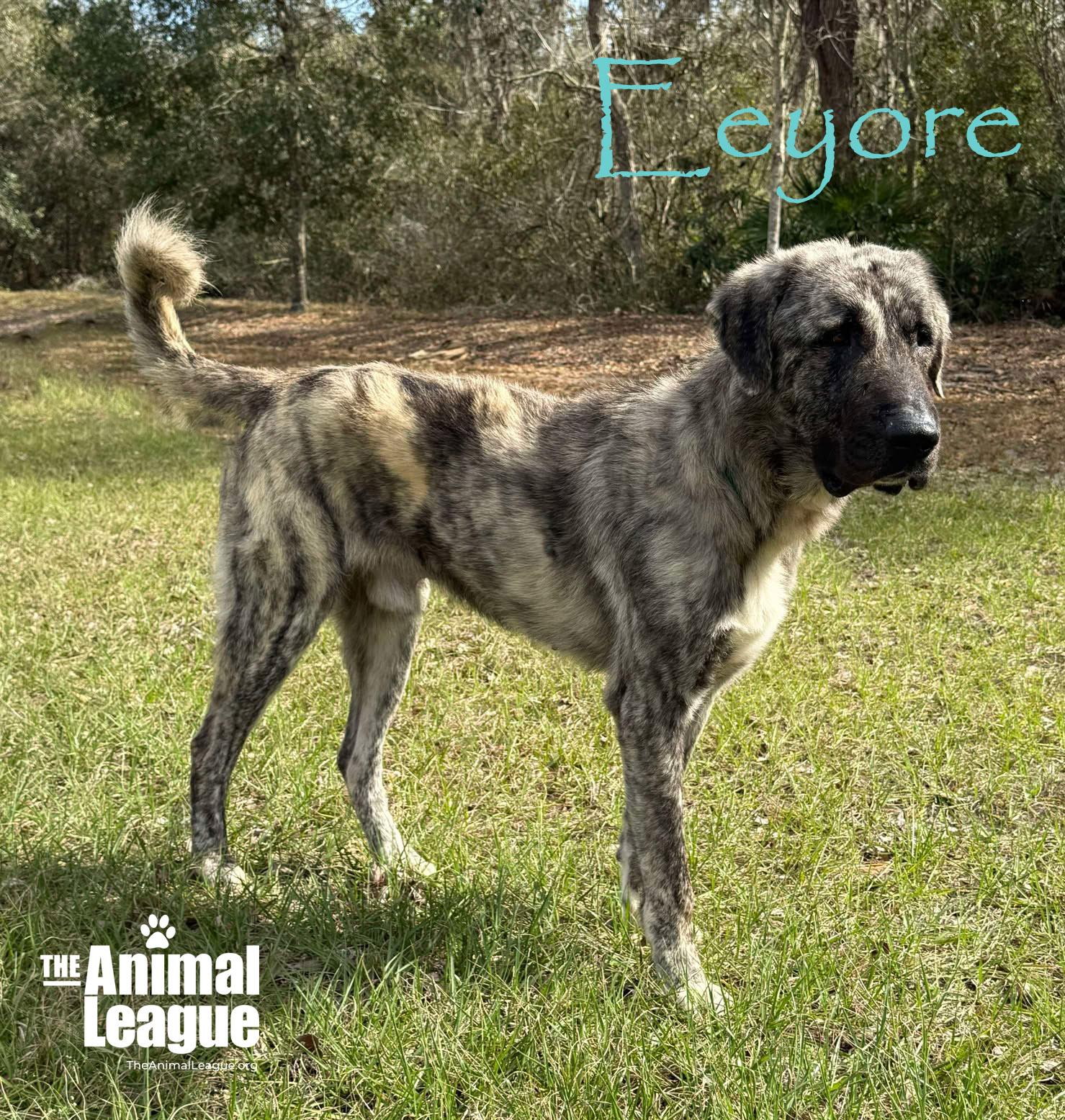 Enlarge Eeyore, an adopted mixed breed in Clermont, FL image 5/5
