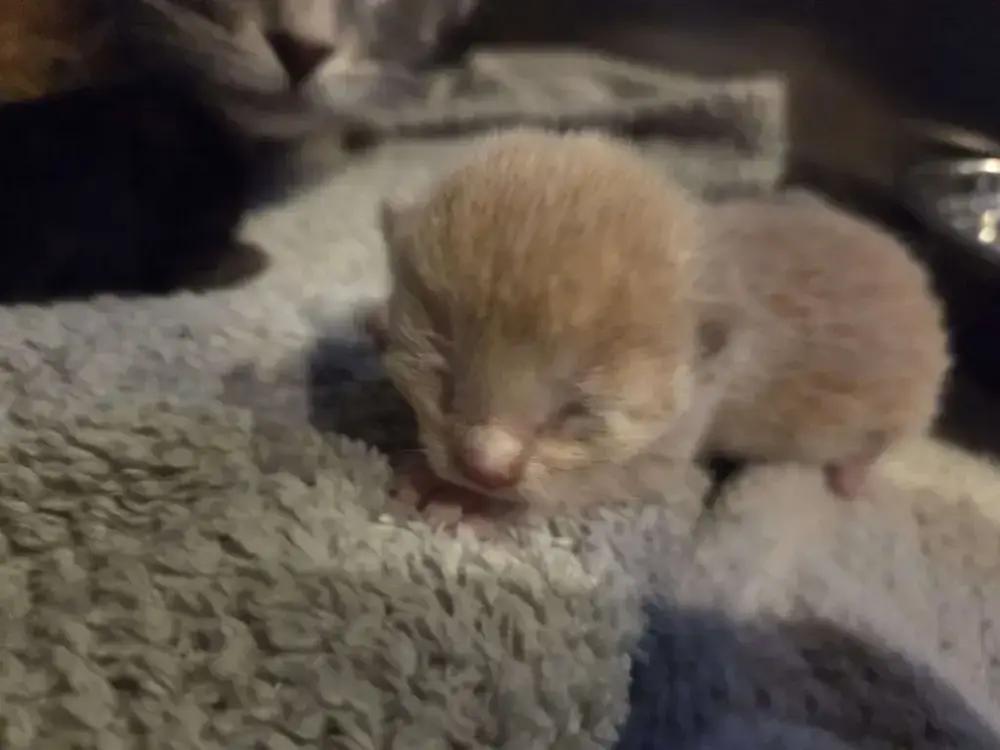 Halcyon, Adoptable, Kitten Male Domestic Short Hair.