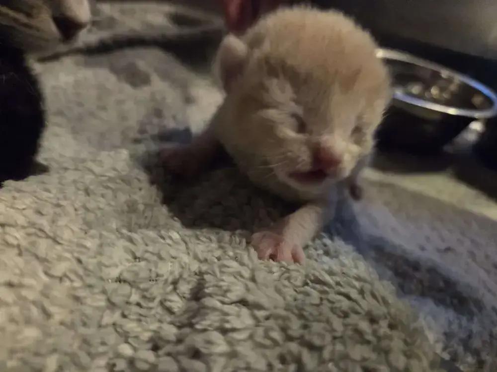 Enlarge Halcyon, a Adoptable Domestic Short Hair in Grand Rapids, MI image 2/3