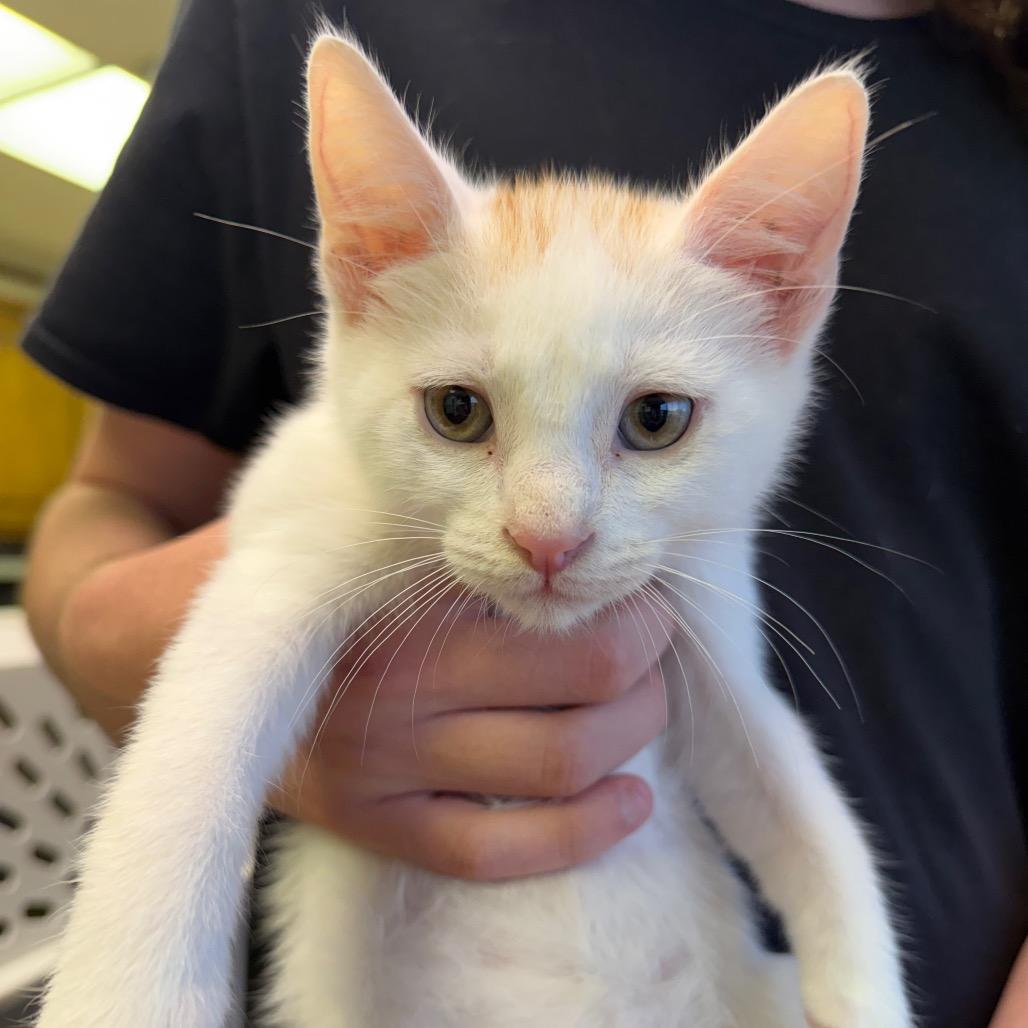 Waylon F-21628, Adoptable, Kitten Male Domestic Short Hair.