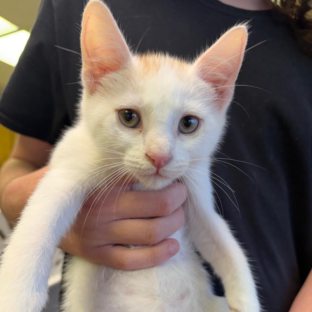 Waylon F-21628, a Adoptable Domestic Short Hair in Oklahoma City, OK image 3/3