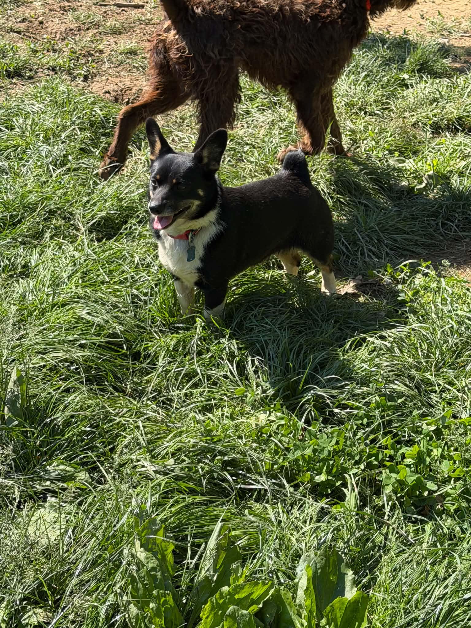 Dexter, a ADOPTABLE mixed breed in Zanesville, OH image 1/2