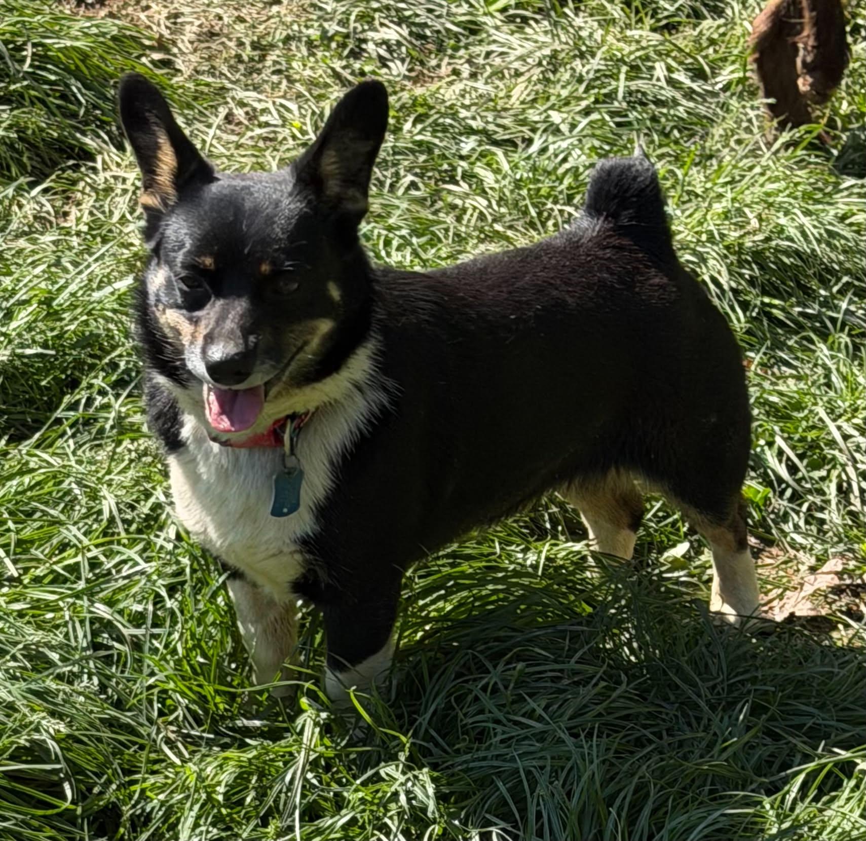 Dexter, a ADOPTABLE mixed breed in Zanesville, OH image 2/2