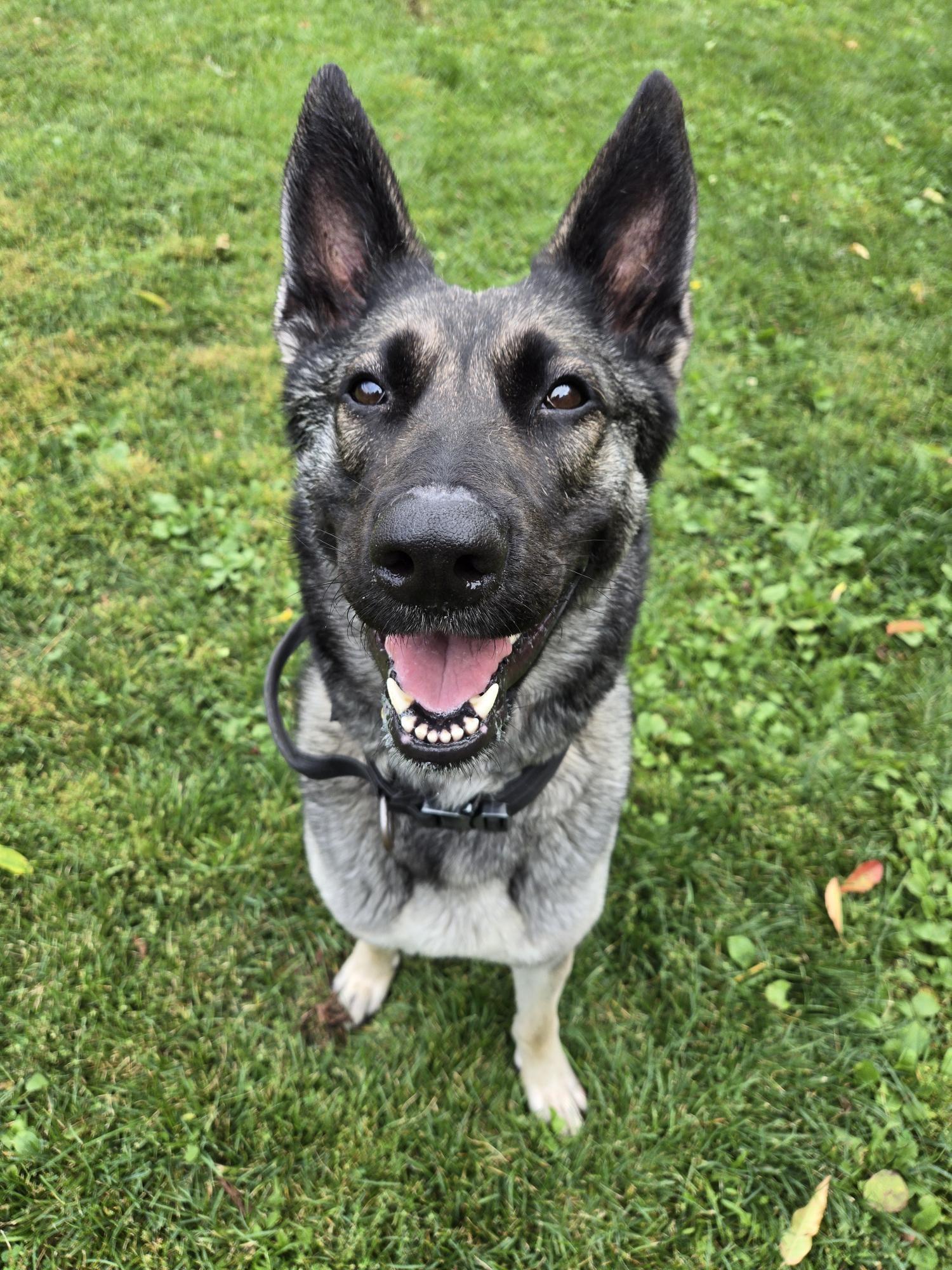 Opal, a Adopted mixed breed in Wahnapitae, ON image 1/3