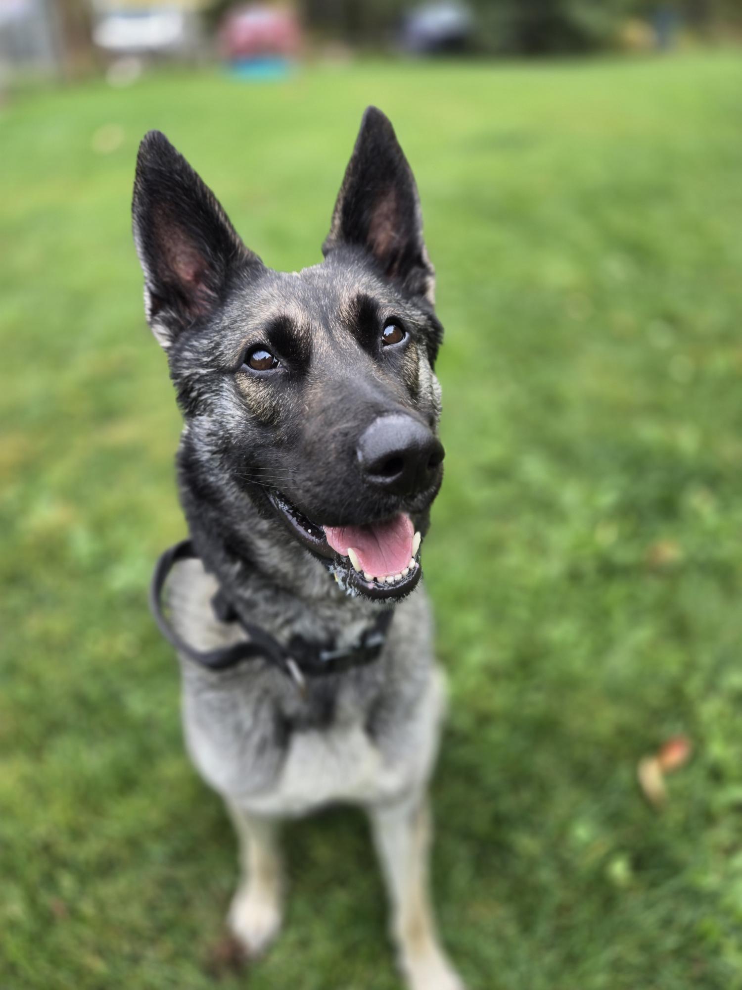 Opal, a Adopted mixed breed in Wahnapitae, ON image 2/3