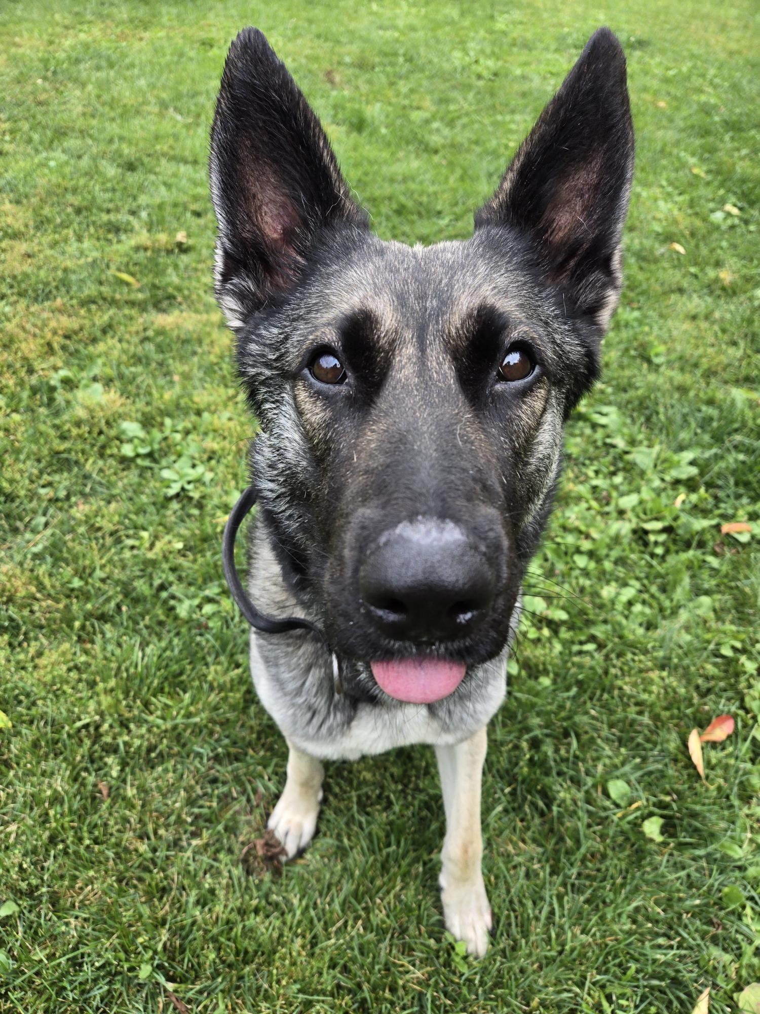 Opal, a Adopted mixed breed in Wahnapitae, ON image 3/3