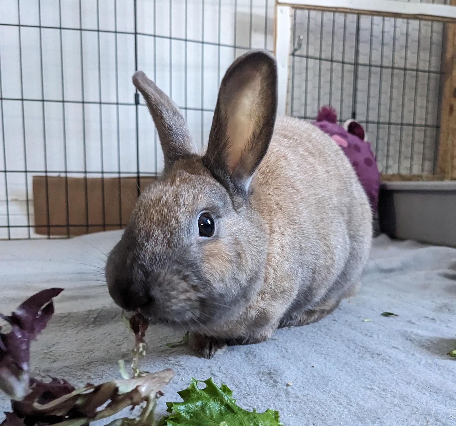 Enlarge Shuri, a Adoptable mixed breed in Milwaukie, OR image 3/6