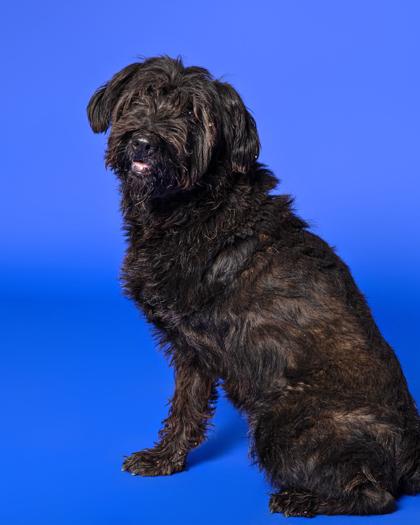 Enlarge Poke, a Adoptable Mixed Breed in Leander, TX image 1/3