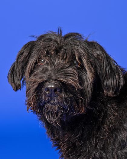 Enlarge Poke, a Adoptable Mixed Breed in Leander, TX image 2/3