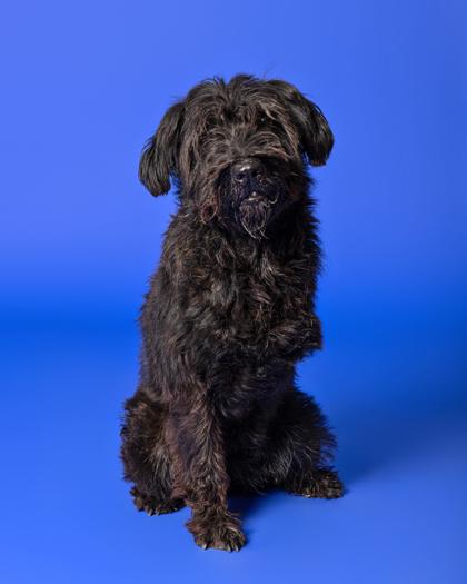 Enlarge Poke, a Adoptable Mixed Breed in Leander, TX image 3/3