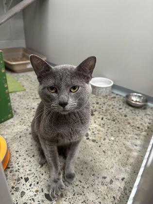 Roman, adopted, Kitten Male Domestic Short Hair & Siamese.