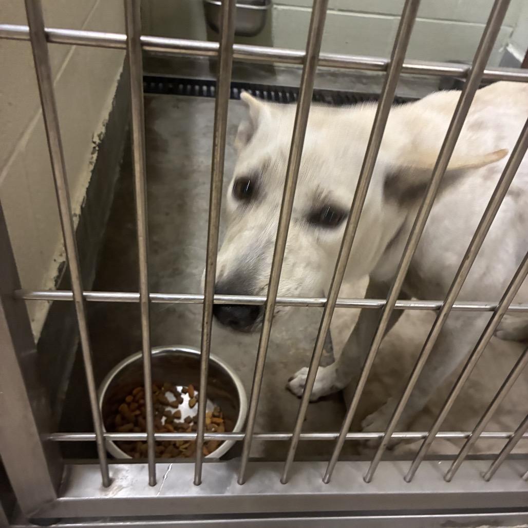 Enlarge TASHA, a Adoptable mixed breed in Upland, CA image 1/2
