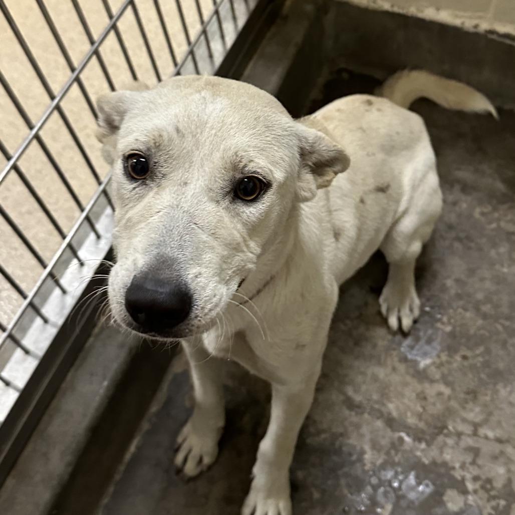 Enlarge TASHA, a Adoptable mixed breed in Upland, CA image 2/2