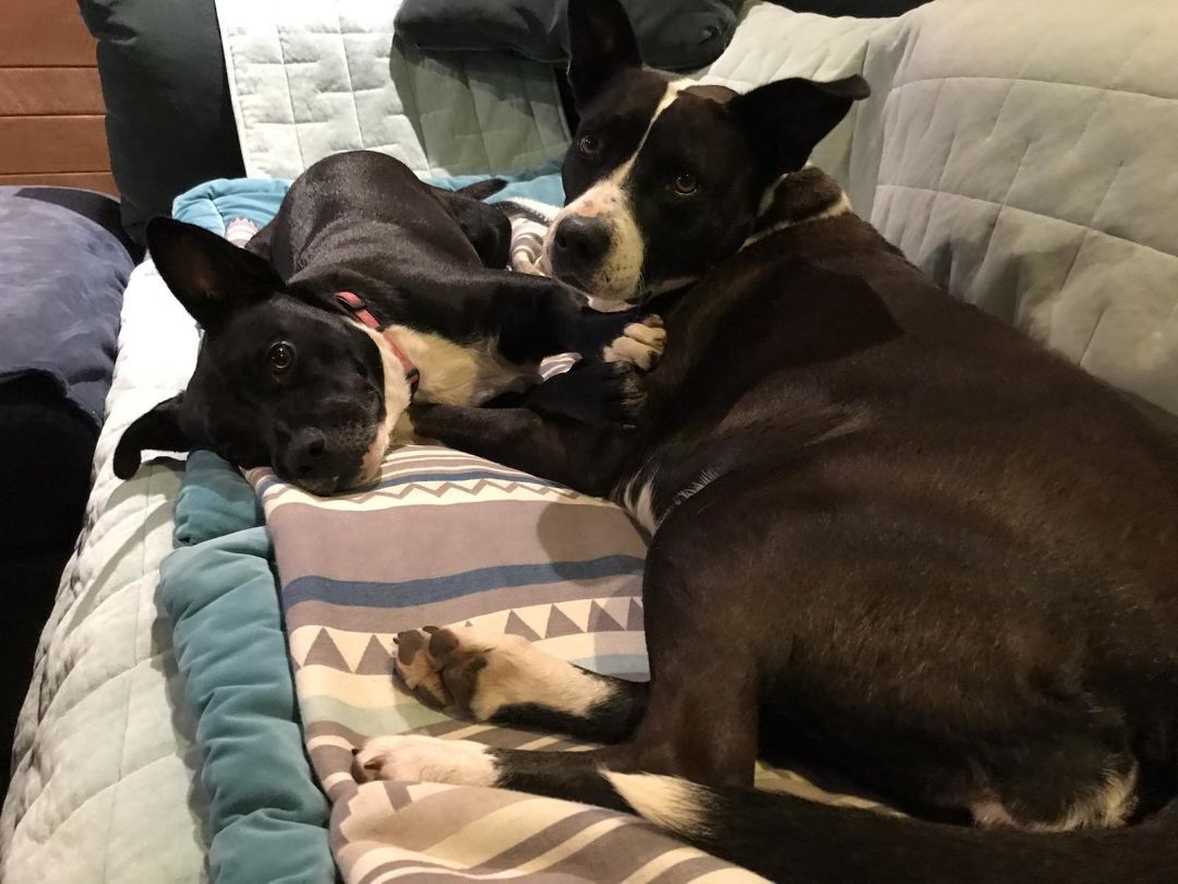 Frenchie & Madgee - sweet mother/daughter duo photo 1