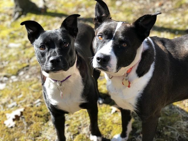 Frenchie & Madgee - sweet mother/daughter duo photo 2