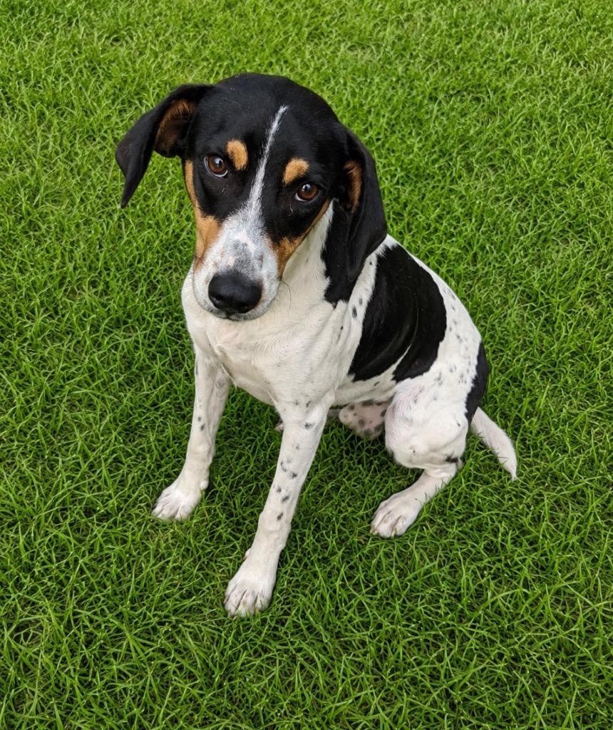 Mike, Adoptable, Young Male Coonhound.