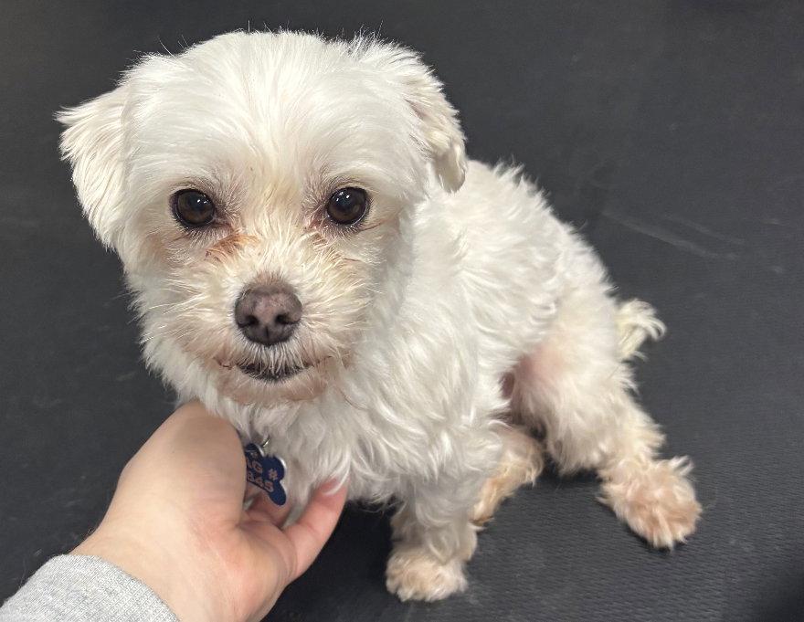 Enlarge Sadie-ARR, a Adoptable Maltese in Pataskala, OH image 2/3