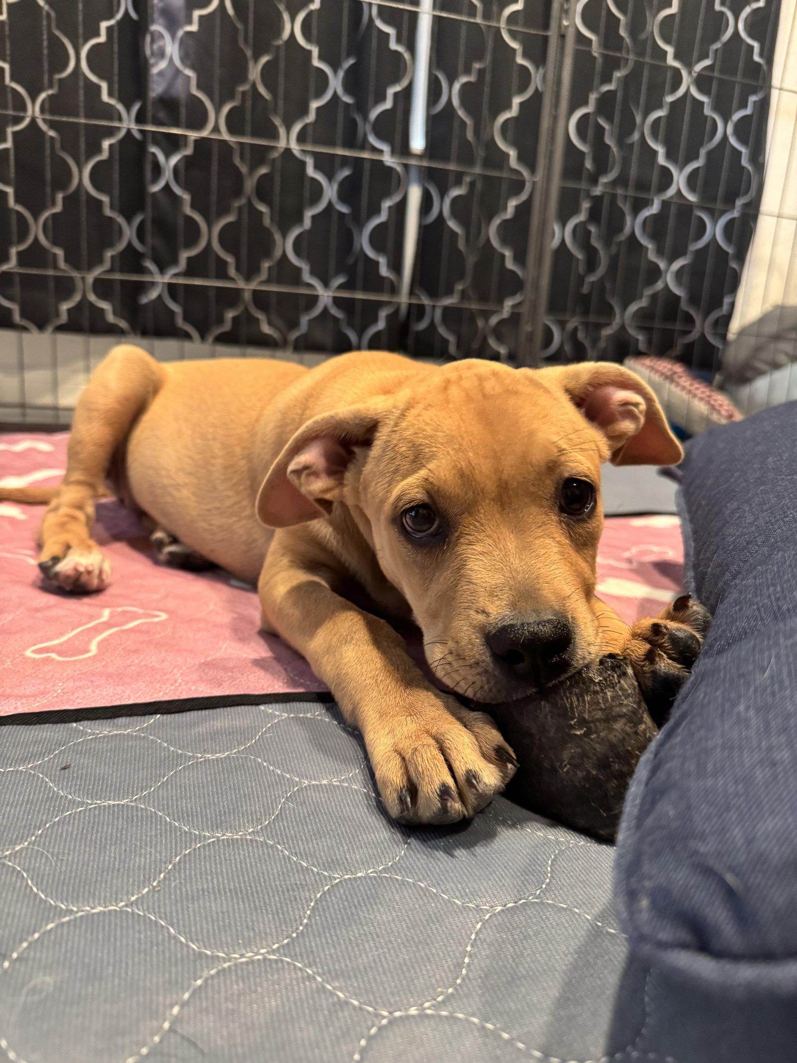 Guppy, a Adoptable Pit Bull Terrier in Williamsburg, NM image 2/3