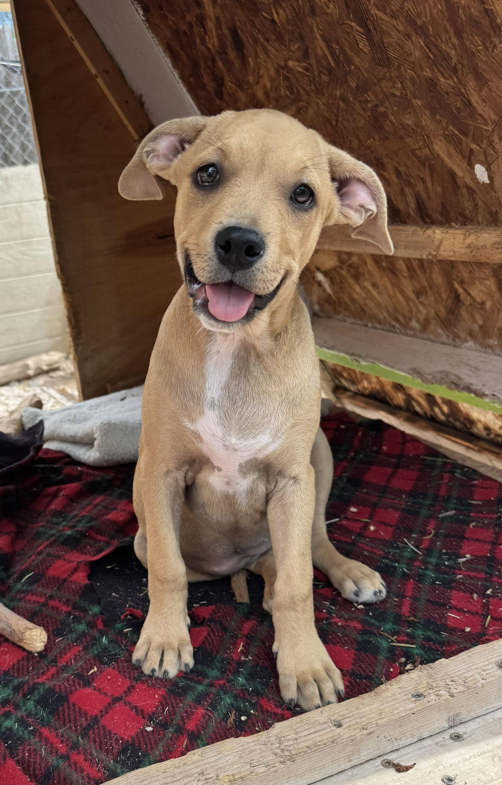 Guppy, Adoptable, Young Female Pit Bull Terrier.