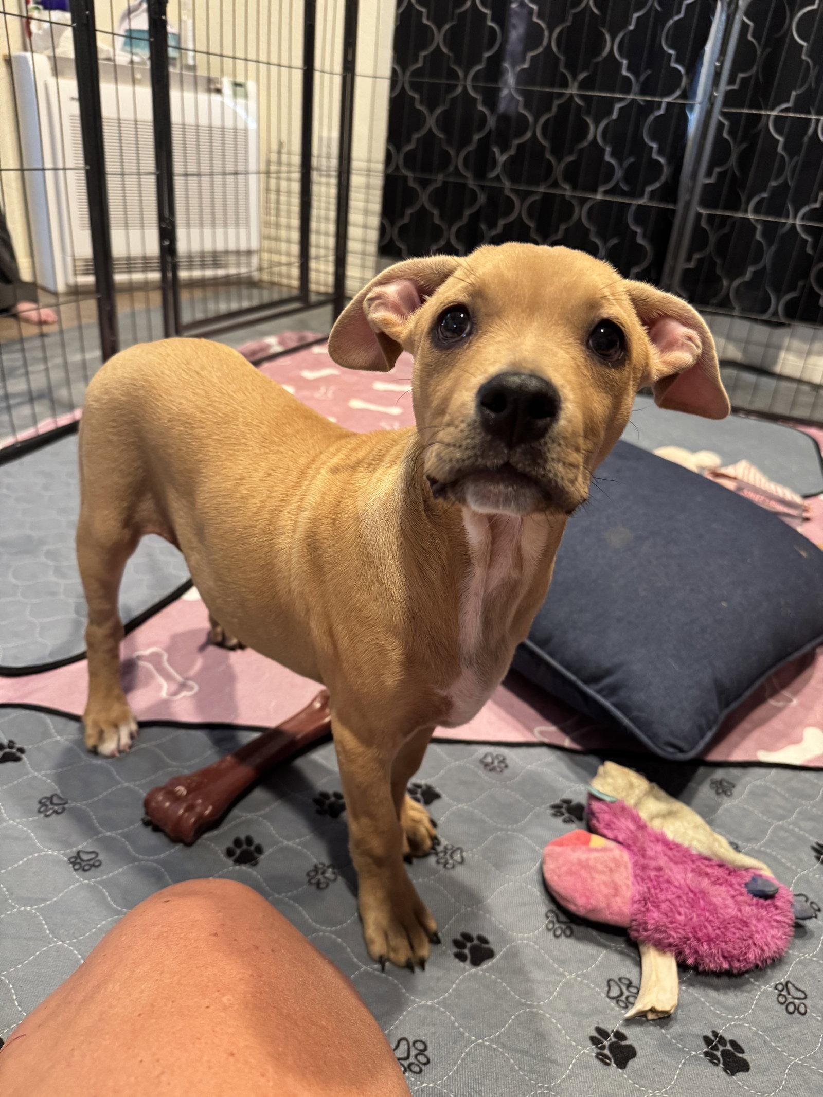 Guppy, a Adoptable Pit Bull Terrier in Williamsburg, NM image 3/3