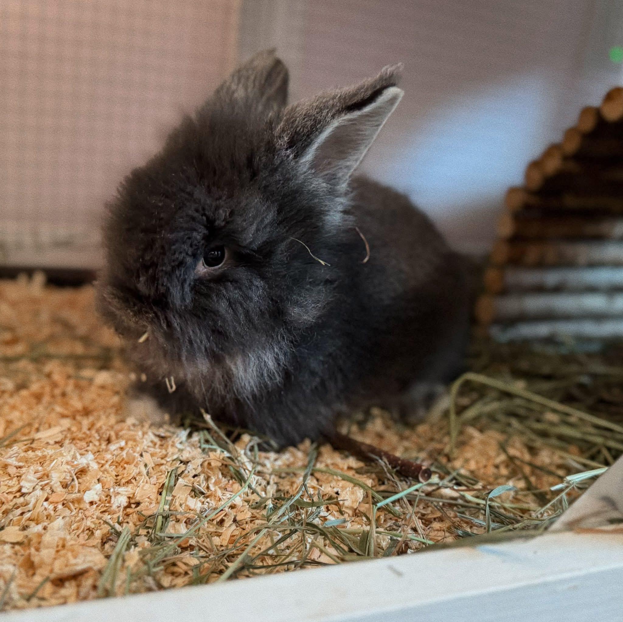 Baby bunny, a ADOPTABLE Lionhead in Roberts Creek, BC image 1/2