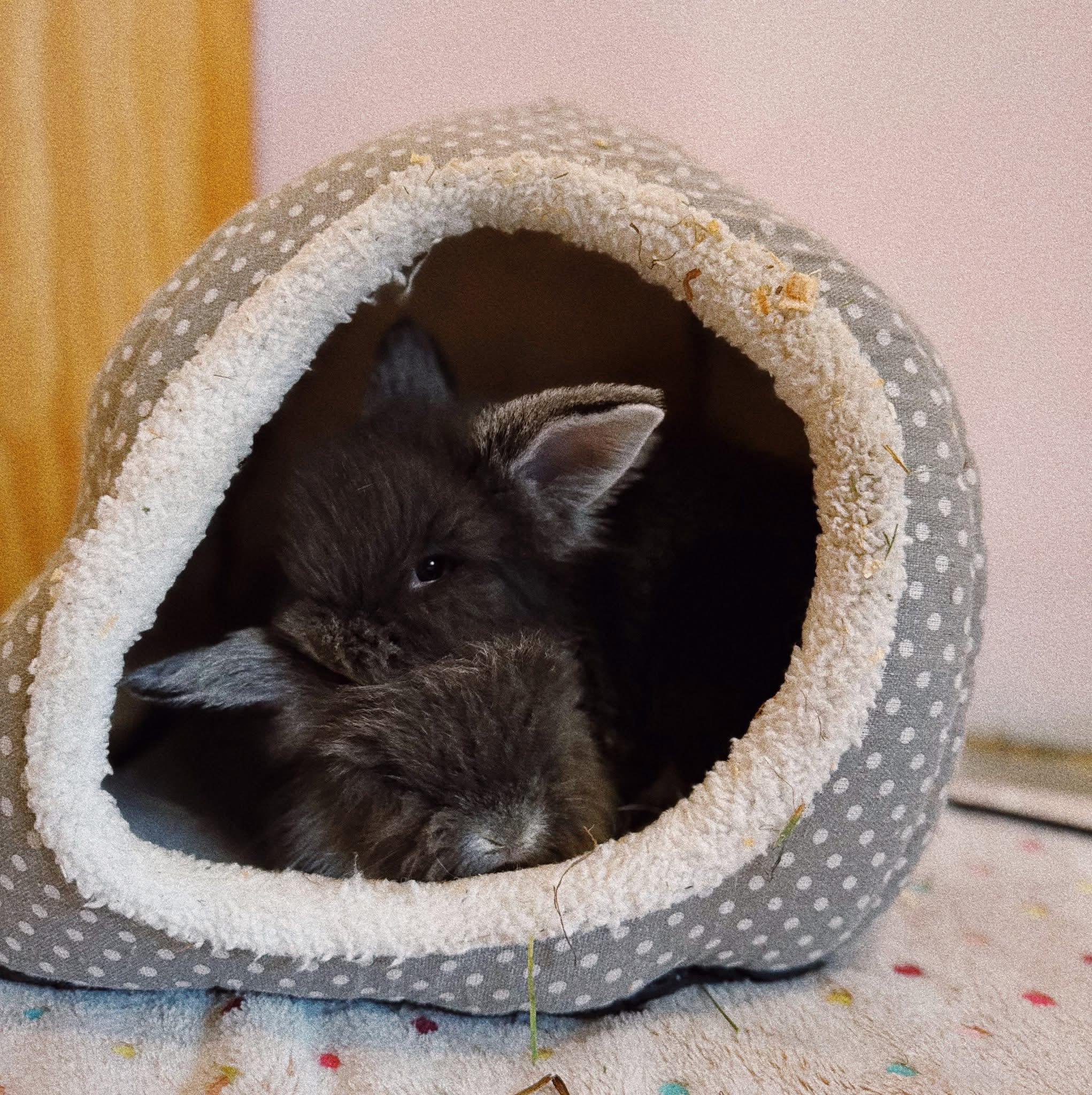 Baby bunny, a ADOPTABLE Lionhead in Roberts Creek, BC image 2/2