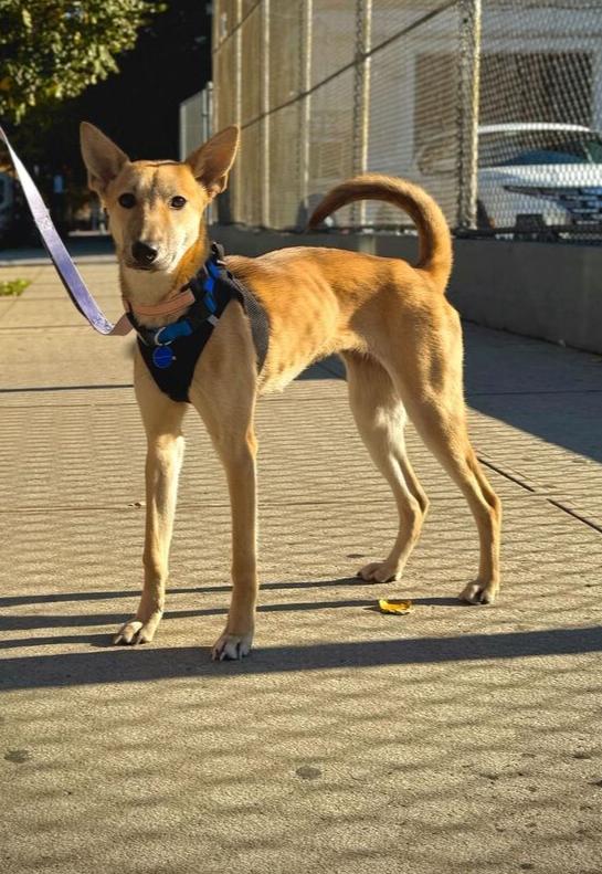 Lau, Adoptable, Puppy Female Jindo.