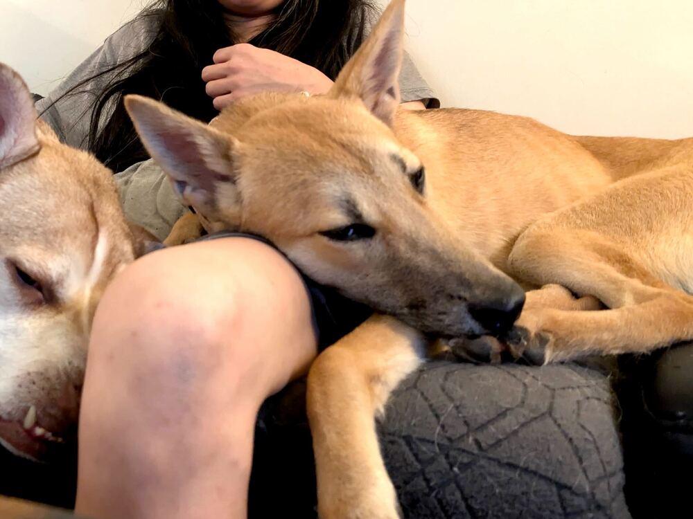 Lau, Adoptable, Puppy Female Jindo.