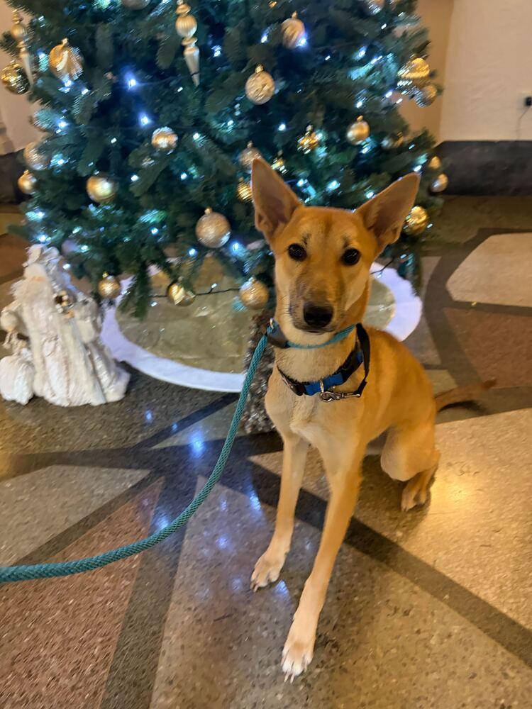 Lau, a Adoptable Jindo in Long Island City, NY image 4/6
