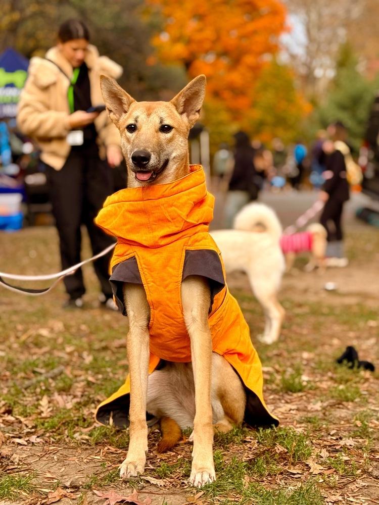 Lau, a Adoptable Jindo in Long Island City, NY image 5/6