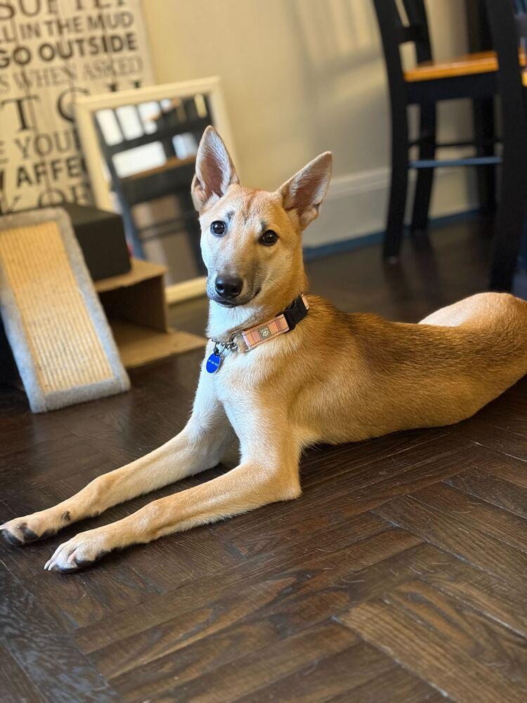 Lau, a Adoptable Jindo in Long Island City, NY image 6/6