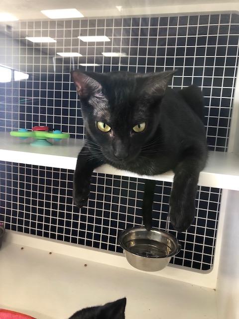 Enlarge Tess, a Adoptable Domestic Short Hair in Monrovia , CA image 3/6