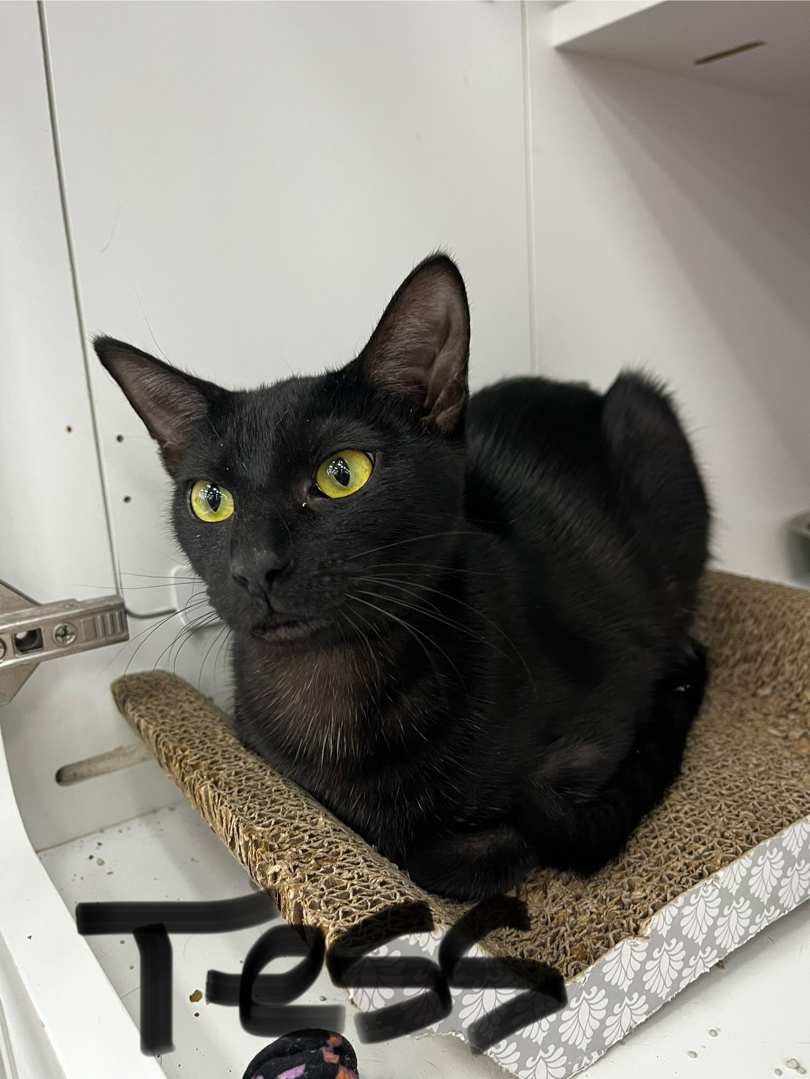 Tess, Adoptable, Young Female Domestic Short Hair.