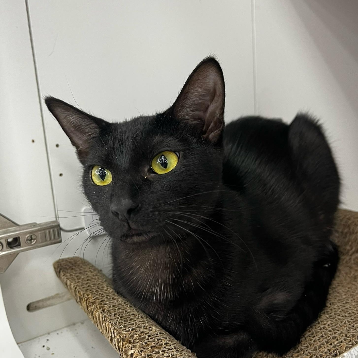 Enlarge Tess, a Adoptable Domestic Short Hair in Monrovia , CA image 1/6
