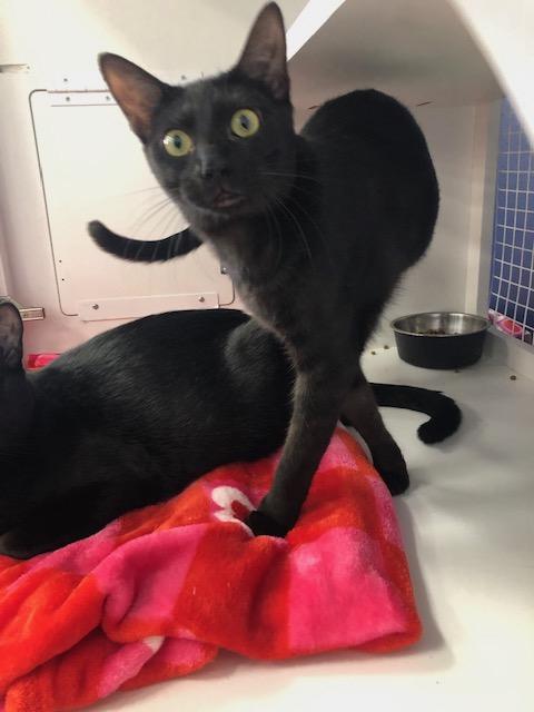 Enlarge Tess, a Adoptable Domestic Short Hair in Monrovia , CA image 2/6