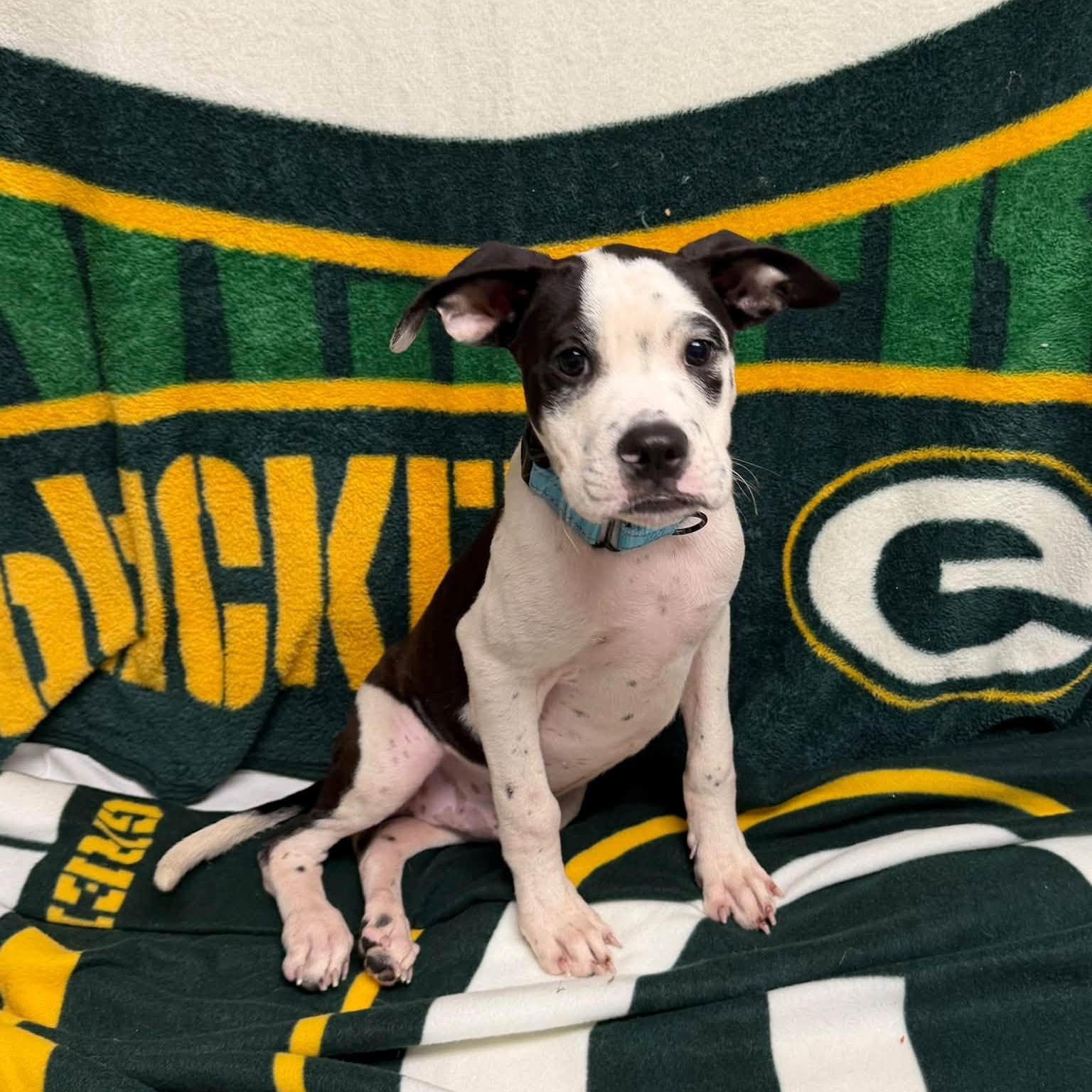 Itchy the mixed breed puppy, Adoptable, Puppy Male American Staffordshire Terrier & Boxer.