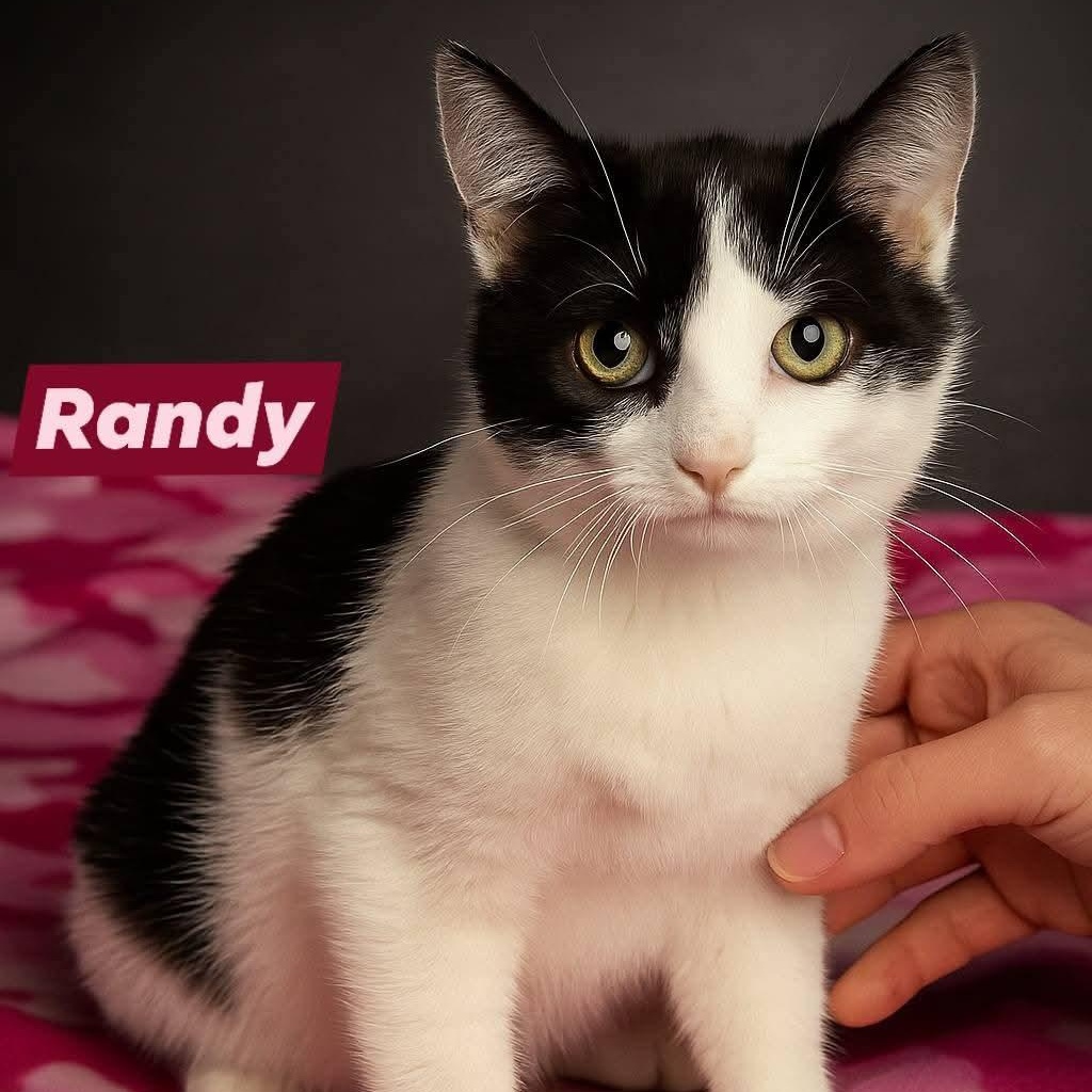 Randy (CH-Wobbly), a Adoptable Domestic Short Hair in Quincy, OH image 1/2